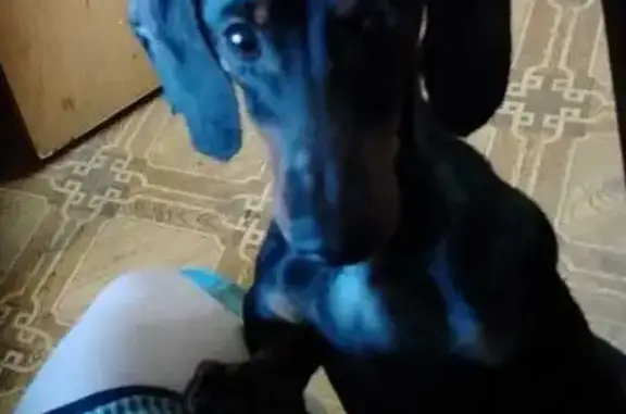 Собаки потеряшки, Санкт-Петербург, фото: Потеряшка собака, пр. Культуры, СПб