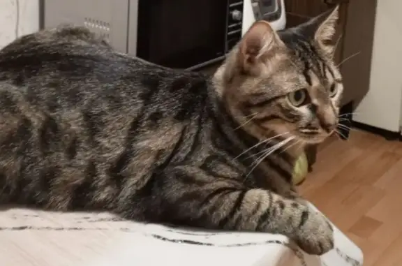 Кошки потеряшки, Чебоксары, фото: Потеряшка кошка, ул. Ахазова 11, Чебоксары