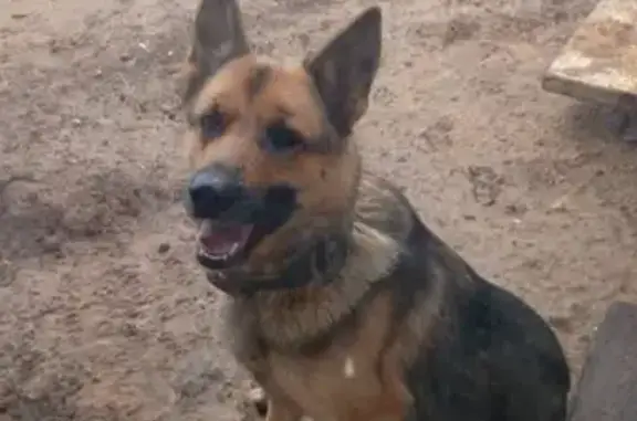 Пропала собака, ул. 34, Средняя Ахтуба