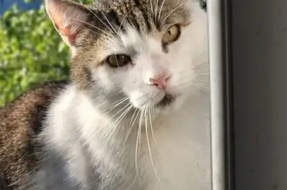 Кошки потеряшки, Калининград, фото: Потеряшка кот, ул. Мичурина, 32, Калининград