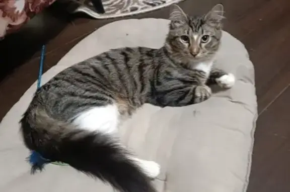 Пропала кошка в Крючково, МО