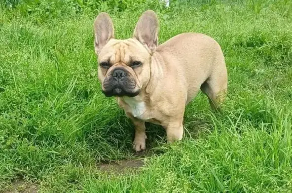 Пропала собака в Рябцево, Смоленская обл.