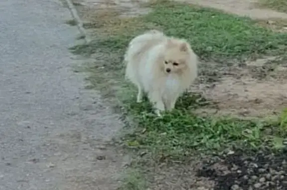 Пропал шпиц, ул. Строителей, 58, Новочебоксарск