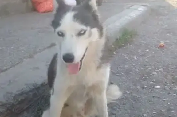 Лайка найдена у вокзала, ул. Барбюса, Астрахань