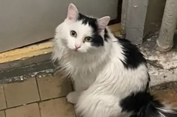 Пропала кошка Пуся, ул. Черепанова, 8