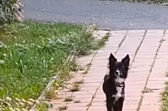 Найдена собака, Ставрополь, фото: Собака найдена: Ботанический проезд, 14