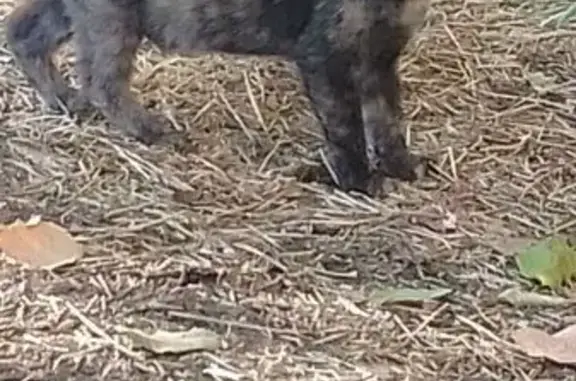 Найдена кошка, Астрахань, фото: Кошка найдена: Белгородская 3А, Астрахань