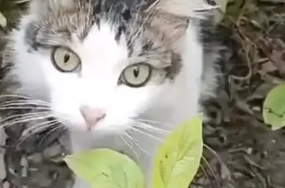 Кошка найдена: пр. № 1251, Москва