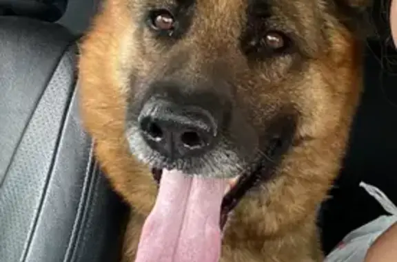 Собаки потеряшки, Красное Поле, фото: Потеряшка собака Мона, Заречная ул., Кр. Поле