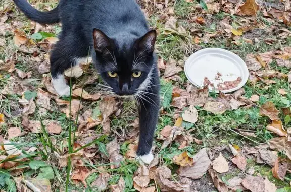 Найдена кошка, Москва, фото: Кошка найдена: 11-я Парковая, 37 к3