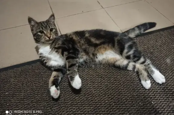 Пропала кошка на ул. 146-го авиаполка