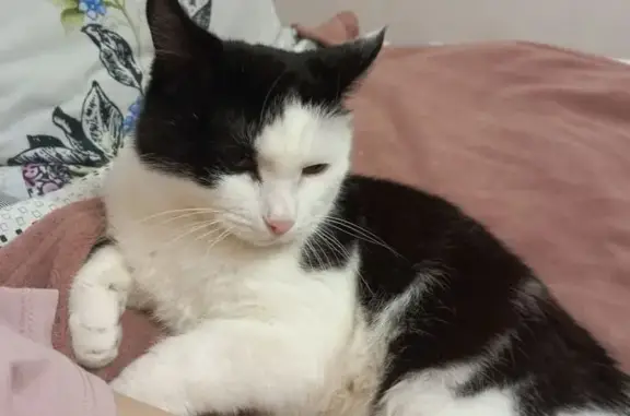 Кошки потеряшки, Томск, фото: Потеряшка кошка, пр. Кирова, 5 с16, Томск