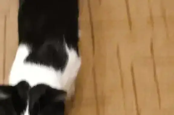 Кошки потеряшки, Казань, фото: Потеряшка кошка: ул. Восстания, 115, Казань