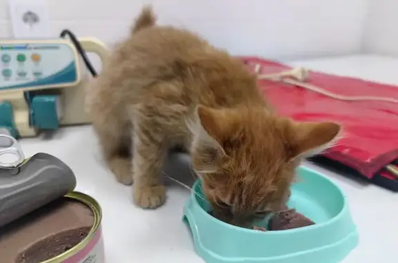 Найдена кошка, Волгоград, фото: Найдена кошка у Металлургов, 1, Волгоград