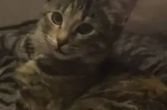 Кошки потеряшки, Петрозаводск, фото: Потеряшка кошка, Октябрьский пр., 24, Птз