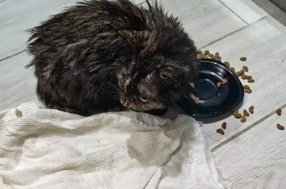 Найдена кошка, , фото: Кошка найдена: ул. Бабушкина, 156, Ижевск