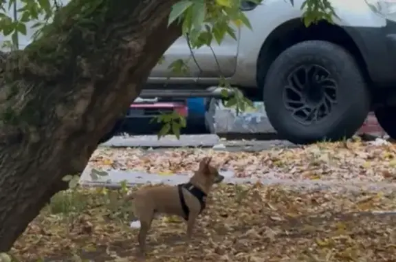 Найдена собака у метро Лефортово, Сторожевая 4
