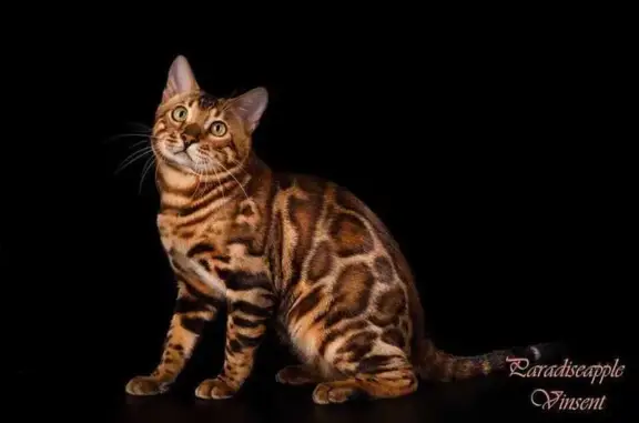 Кошки потеряшки, Бобровец, фото: Потеряшка кот Барри, Бобровец, Тверская обл.