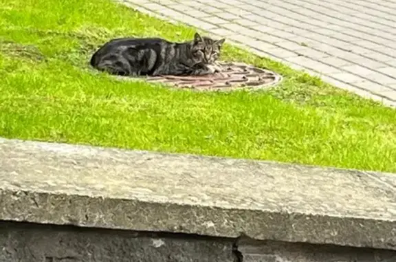 Кошка на люке, пр. Луначарского, СПб