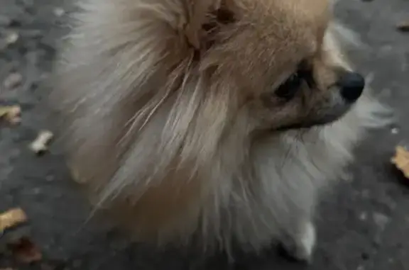 Собака найдена: ул. Героев Сталинградской, Йошкар-Ола