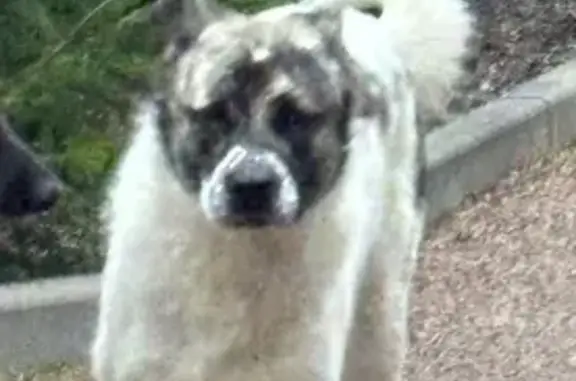 Найдена собака, Романовка, фото: Найдена собака, Дорога Жизни 63