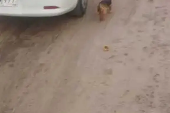 Йоркширский терьер найден в СНТ Березка, Выползово