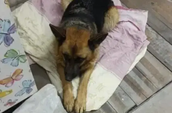 Найдена собака, Улан-Удэ, фото: Собака найдена на ул. Бабушкина, 16, Улан-Удэ