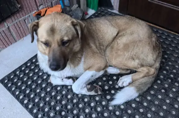 Найдена собака, Григорово, фото: Собака найдена на Григоровской улице