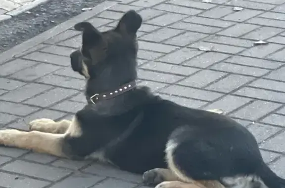 Щенок найден: ул. 9 Мая, г.о. Липецк