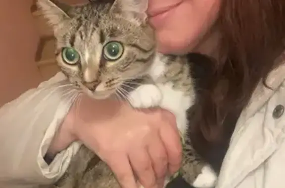 Кошки потеряшки, Кострома, фото: Потеряшка кошка, Гидростроительная 9В