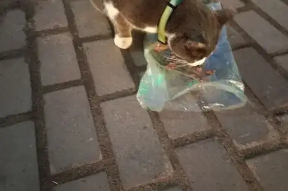 Найдена кошка, Архангельск, фото: Найдена кошка, Дачная 44, Архангельск