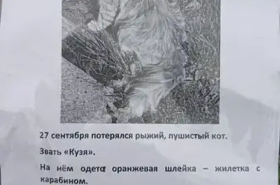 Кошки потеряшки, Томская область, фото: Потеряшка кошка в Томске, Томская область