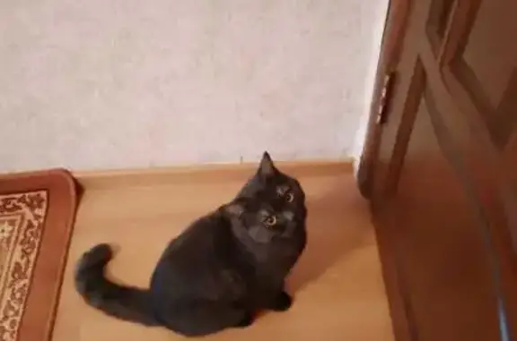 Кошка найдена на ул. Родимцева, Оренбург