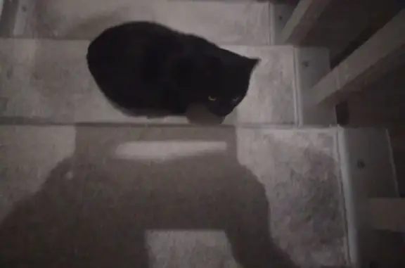 Найдена кошка, ул. Пирогова 9, Домодедово