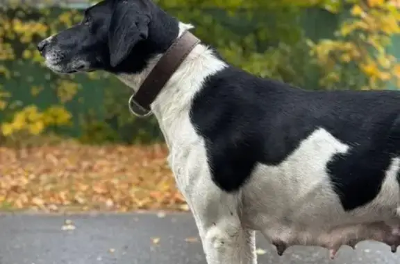 Найдена собака, , фото: Собака найдена на 46Н-09226, Спартак