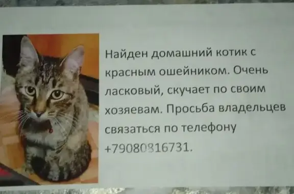 Найдена кошка, Челябинская область, фото: Кошка найдена: Копейск, Челябинская обл.