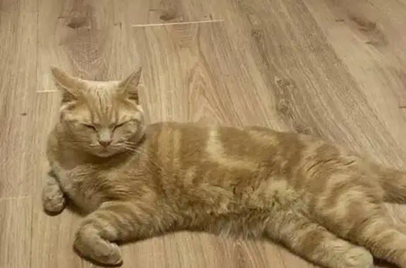 Пропала кошка на Песчаном, Ракомское СП