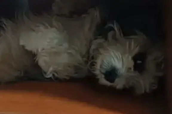 Пропала собака, ул. Кольцовская, 52, Таганрог