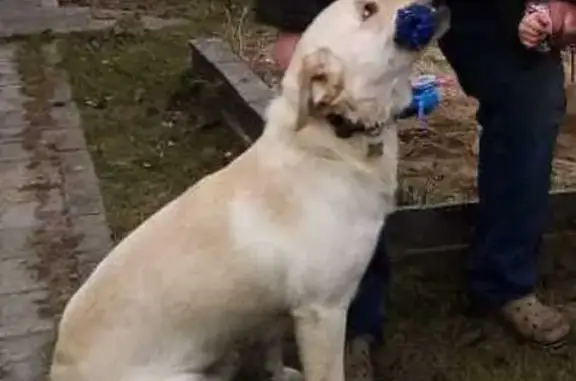 Пропала собака на ул. Сов. Конституции, 5