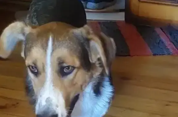 Найдена собака на ул. Хмельницкого, 35