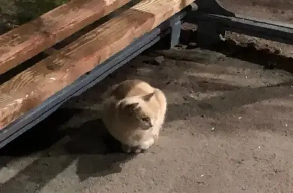 Найдена кошка, Чебоксары, фото: Найдена бежевая кошка, ул. Энтузиастов