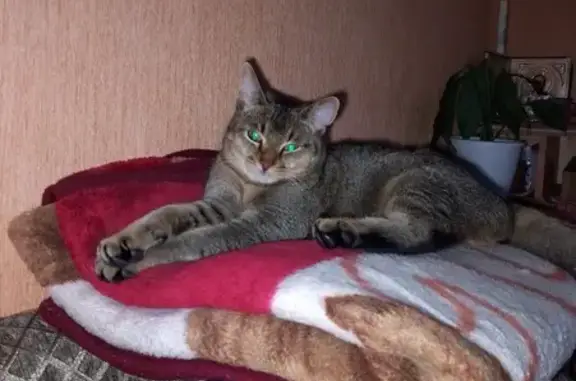 Пропала кошка, Соловьиная ул. 1, Советский