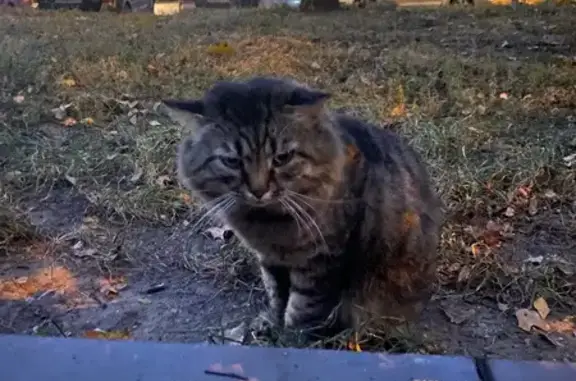 Серый котик найден на Туристской ул., Москва