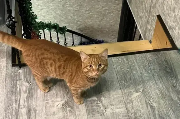 Кошки потеряшки, Донское, фото: Потеряшка кошка, Зелёная ул., Донское