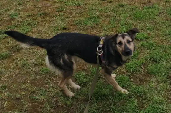 Собаки потеряшки, Псков, фото: Потеряшка собака на ул. Я. Фабрициуса, 22