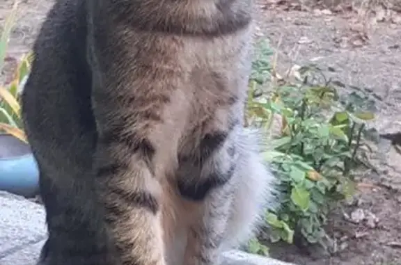 Найдена кошка, Волгоградская область, фото: Кошка найдена в СНТ 