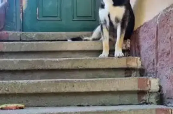 Пропала собака, ул. О. Кошевого, 5