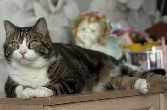 Кошки потеряшки, Москва, фото: Потеряшка кошка, ул. Полетаева 32 к3