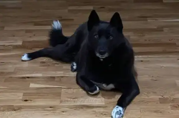 Собаки потеряшки, Минск, фото: Потеряшка собака на ул. Кольцова, Минск