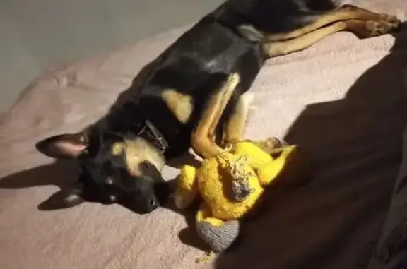 Найдена собака, Олимпийский пр., 6, Ульяновск